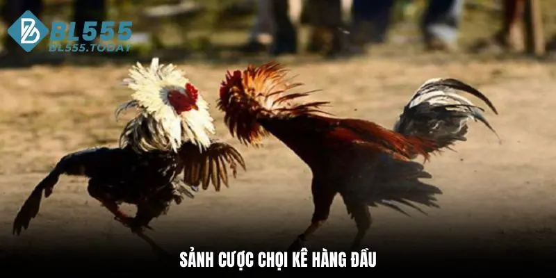 Sảnh cược chọi kê hàng đầu